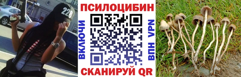 Псилоцибиновые грибы Psilocybine cubensis  Хилок 
